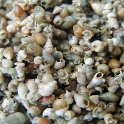 CC Moore Frozen Water Snails