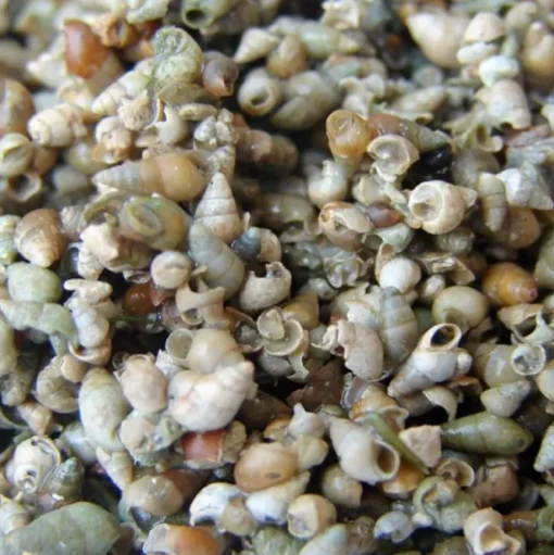 CC Moore Frozen Water Snails