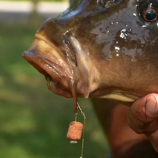 Dynamite Baits The Source Wafters- Bait & Additives