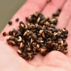 Dynamite Baits The Source Frenzied Hempseed 700g- Bait & Additives