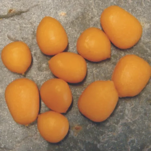 Enterprise Tackle Pop Up Maize- Bait & Additives