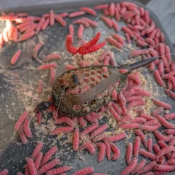 Korum Camo Grub Fishing Feeder
