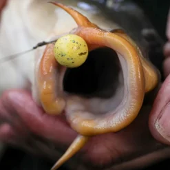 Mainline Balanced Wafters- Bait & Additives