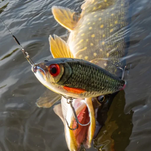 Rapala X-Rap Haku Lures 14cm