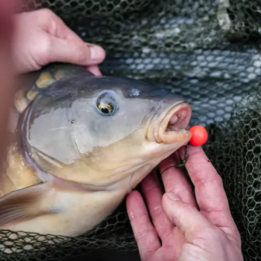 Sticky Baits AD Plumz Pop Ups 16mm- Bait & Additives